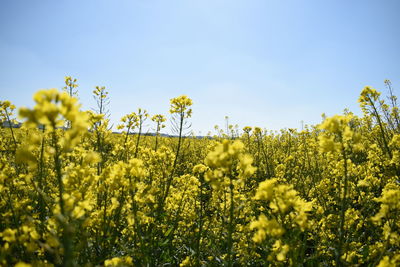 Scenic view of oilseed rape field against sky