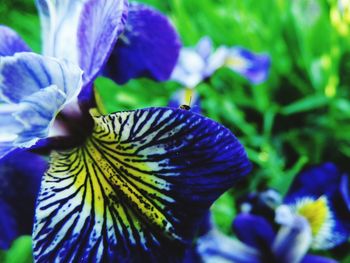 Close-up of purple flowers