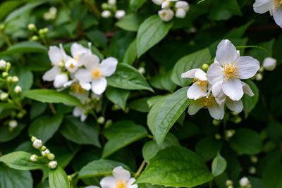 Close-up of white flowering plant