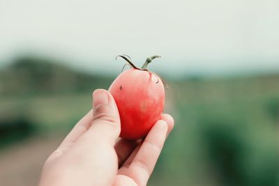 Close-up of hand holding red fruit