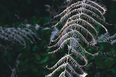 Close-up of fern leaves