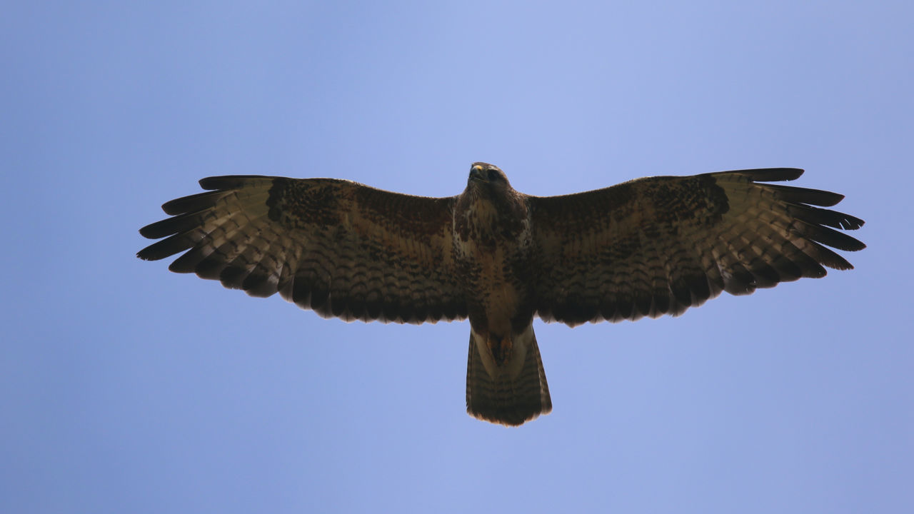 LOW ANGLE VIEW OF HAWK FLYING AGAINST CLEAR BLUE SKY