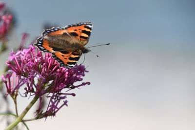 Close-up of butterfly pollinating on purple flower