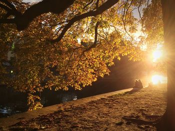 Sun shining through trees