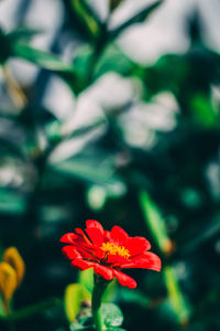 Close-up of red flower blooming outdoors
