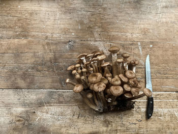 wood