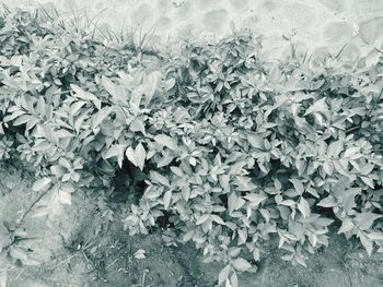 Full frame shot of ivy on white wall