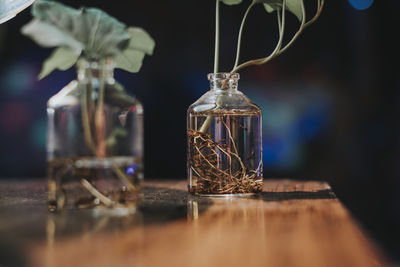 Close-up of plants on wooden table