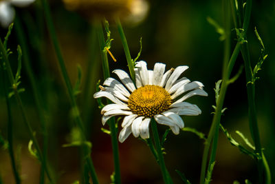 Close-up of white flower blooming outdoors