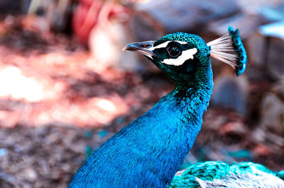 Close-up of peacock