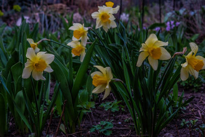 Close-up of yellow daffodil flowers on field