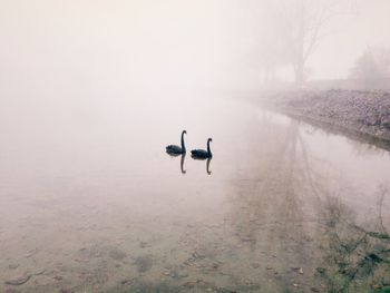 Birds in lake against sky during foggy weather