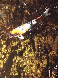 High angle view of koi carps swimming in water