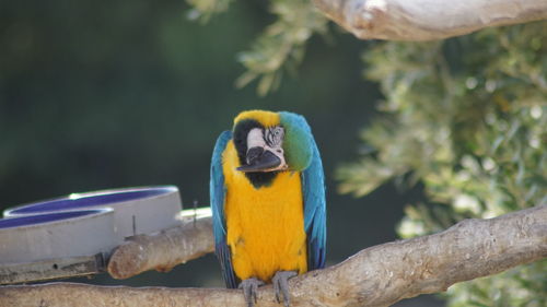 Close-up of parrot perching on tree