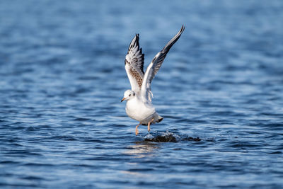 Seagull landing on sea 