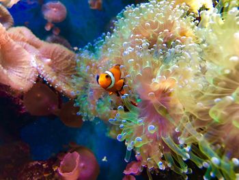 Close-up of fish swimming in sea anemone