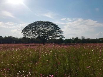 Scenic view of flowering trees on field against sky