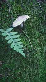 High angle view of lizard on grass