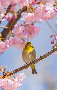Low angle view of bird perching on plant