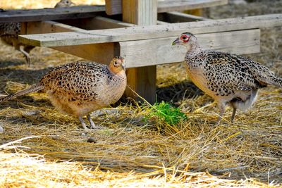 View of birds on field