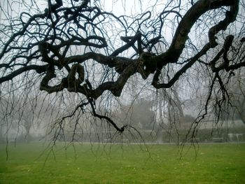 Bare trees on grassy field