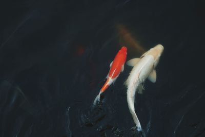 Fish swimming in lake