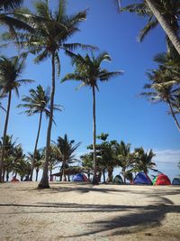 Palm trees on beach against sky