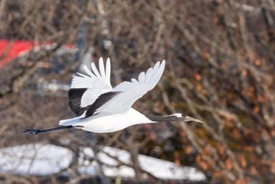 View of a bird flying