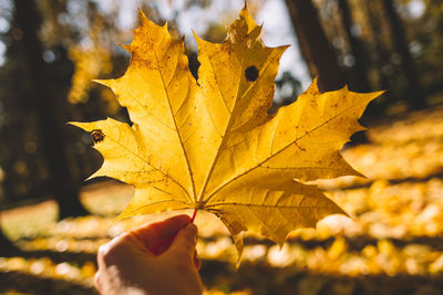 Close-up of yellow maple leaf during autumn