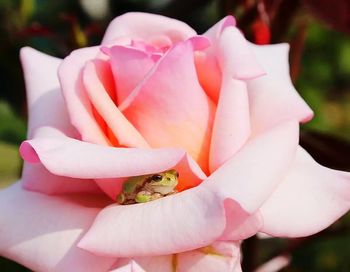 Close-up of pink flower