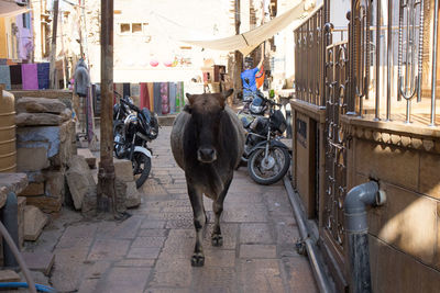 Horse cart in alley