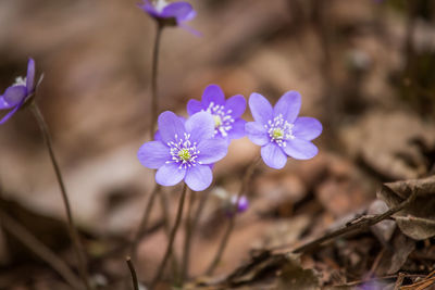 Close-up of purple crocus flowers on field