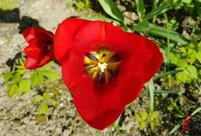 Close-up of red poppy blooming outdoors