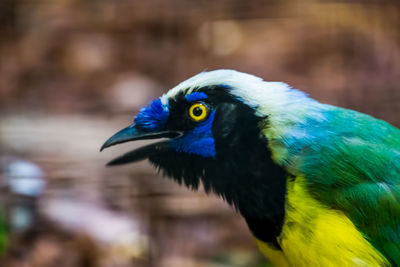 Close-up of parrot