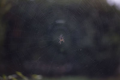 Close-up of spider web