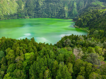 High angle view of trees in forest