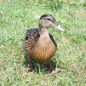 Ducks on grassy field