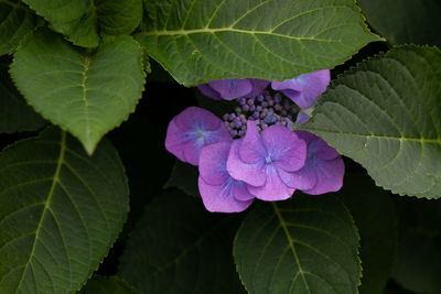 Close-up of purple flowering plant leaves