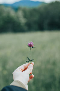 Close-up of hand holding flowering plant