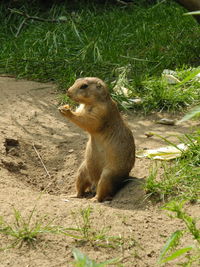 Squirrel sitting on grass