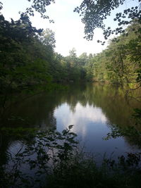 Reflection of trees in calm lake