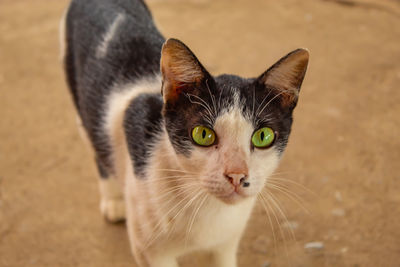 Close-up portrait of a cat