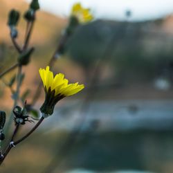 Close-up of yellow flower blooming outdoors