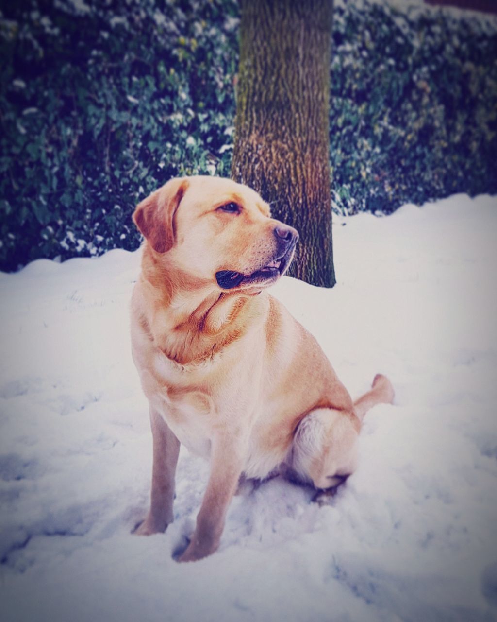 DOG LOOKING AWAY IN SNOW