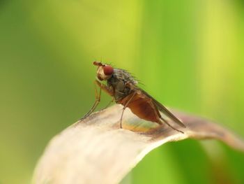 Close-up of fly