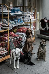 Dogs tied on shelf with food packets