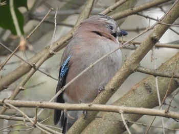 Close-up of bird perching on branch