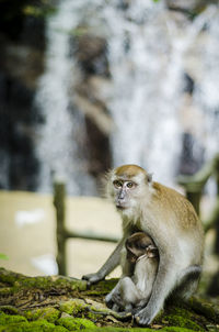 Monkey and infant sitting in forest against waterfall