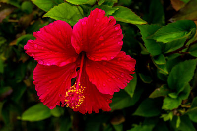 Close-up of red hibiscus flower