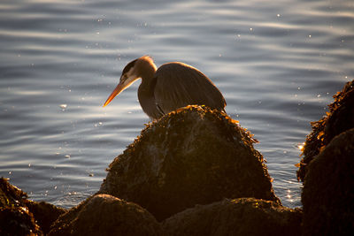 Heron against lake